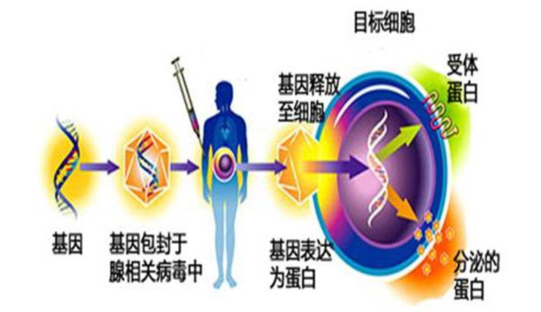 2017上半年血友病基因治疗进展汇总